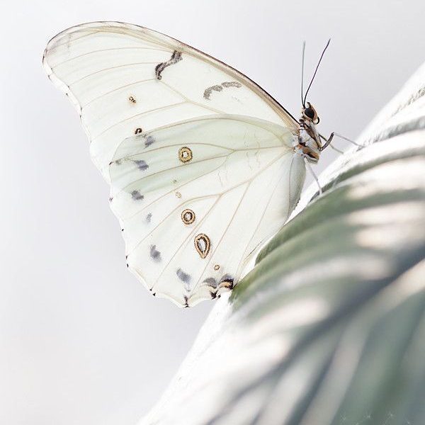 Nel magico mondo delle farfalle